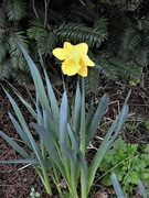 28th Feb 2022 - Daffodils
