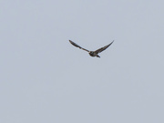 4th Mar 2022 - killdeer in flight