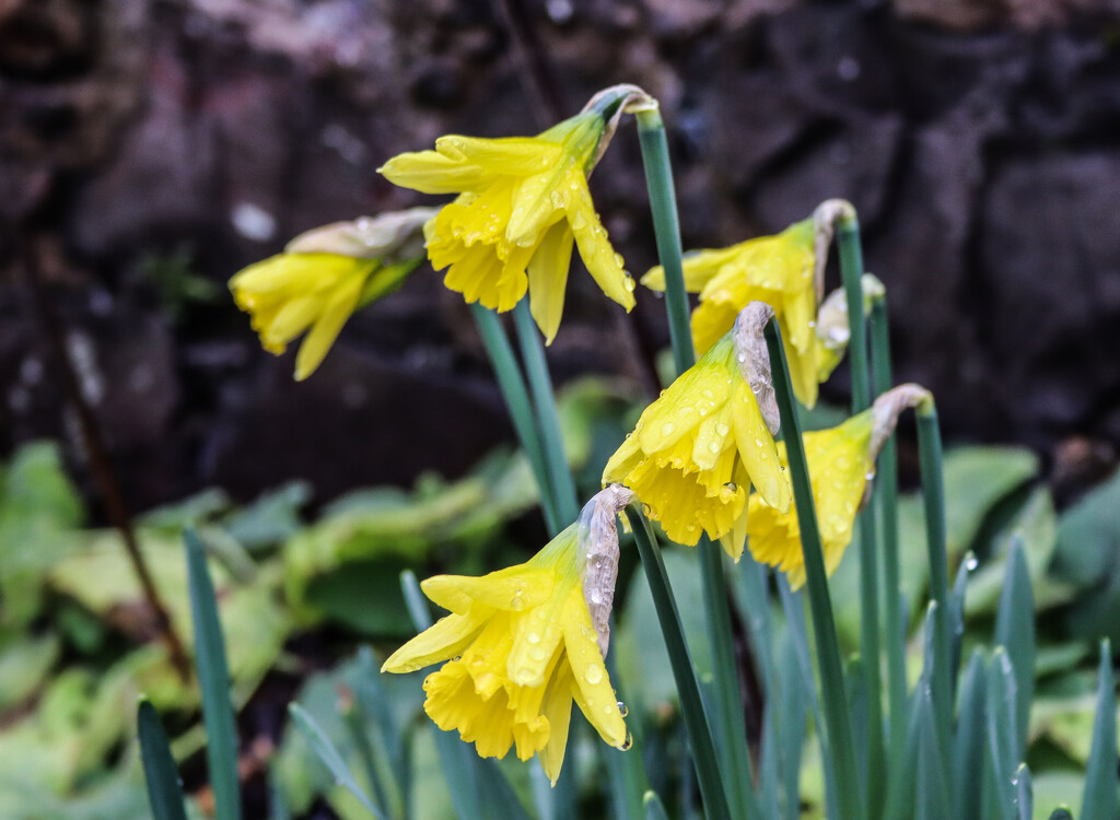 Daffodils in the rain by nodrognai