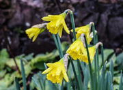 4th Mar 2022 - Daffodils in the rain