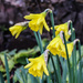 Daffodils in the rain by nodrognai