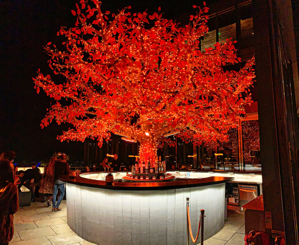 There’s a tree in the bar.  by cocobella
