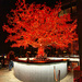There’s a tree in the bar.  by cocobella