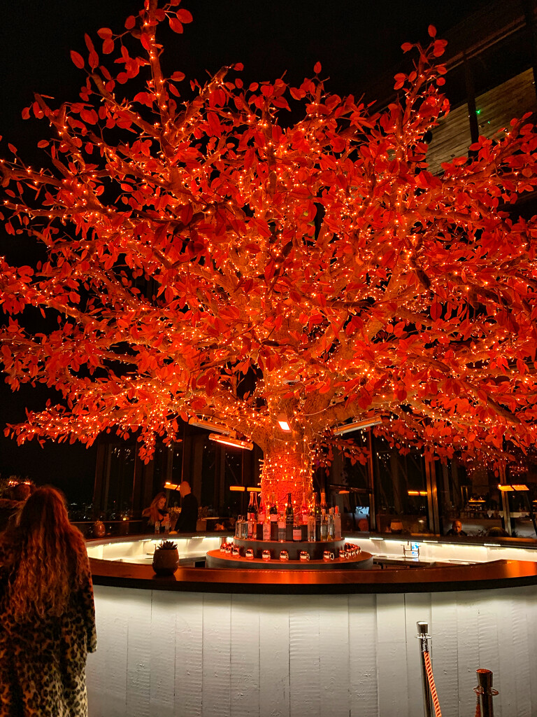 Tree on fire.  by cocobella