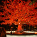 Tree on fire.  by cocobella