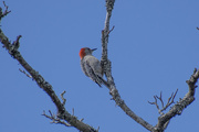 3rd Mar 2022 - Dismal Woodpecker