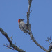 Dismal Woodpecker by timerskine