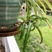 Spider plant by loweygrace