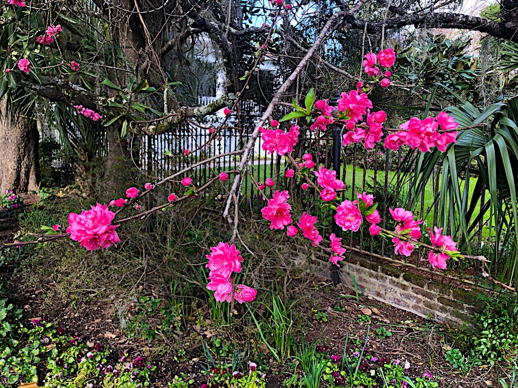 Magnolia Gardens, Charleston SC by congaree