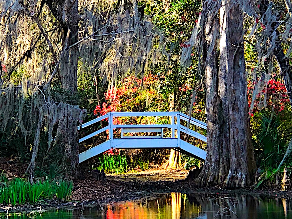 Magnolia Gardens, Charleston, SC by congaree