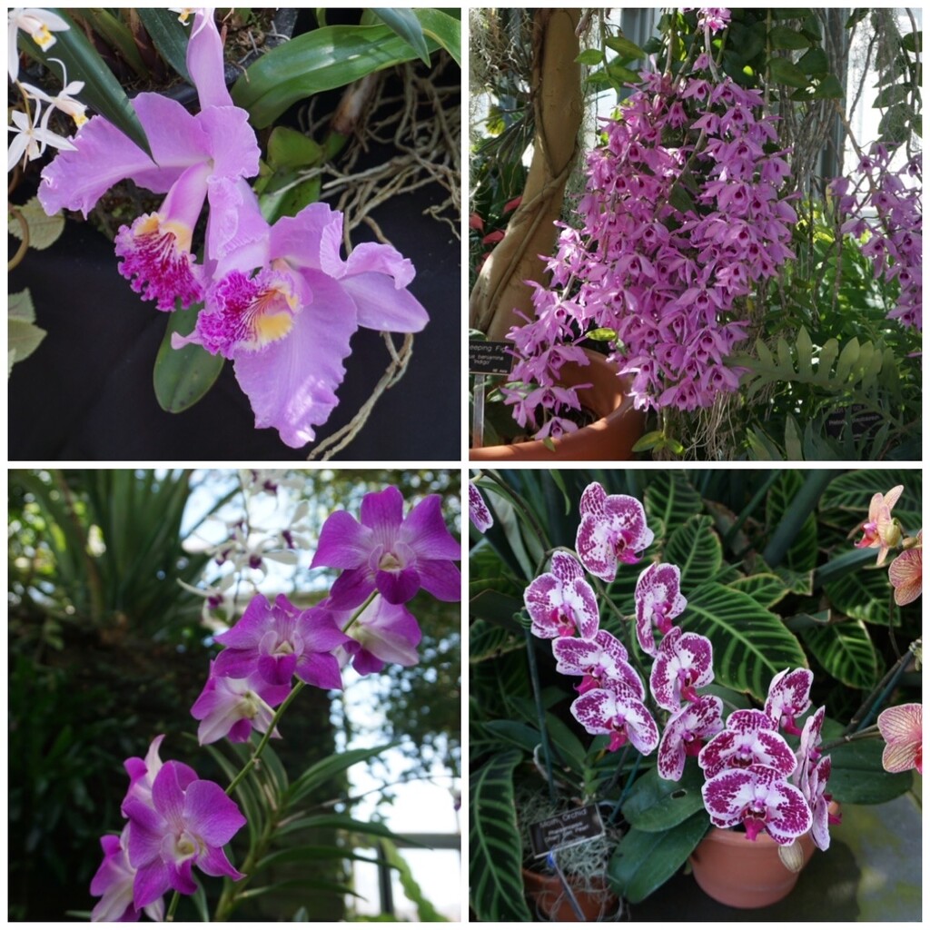 Orchids and More Orchids by allie912