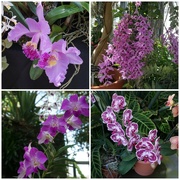 5th Mar 2022 - Orchids and More Orchids