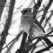 Cardinal in black and white by dawnbjohnson2