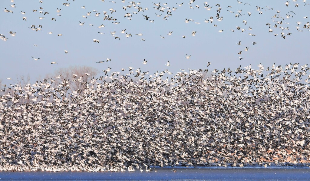 Snow Geese Migration by lynnz