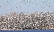 1st Mar 2022 - Snow Geese Migration