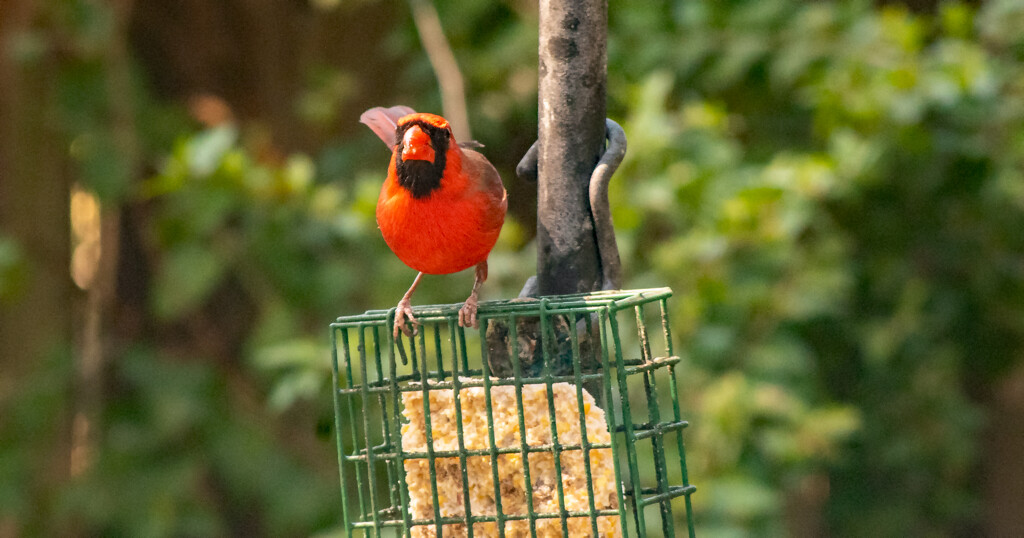 Cardinal on the Suet Basket! by rickster549