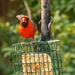 Cardinal on the Suet Basket! by rickster549