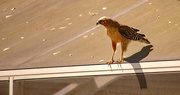 4th Mar 2022 - Red Shouldered Hawk on the Neighbors Pool Covering!