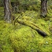 Moss #2 by mitchell304