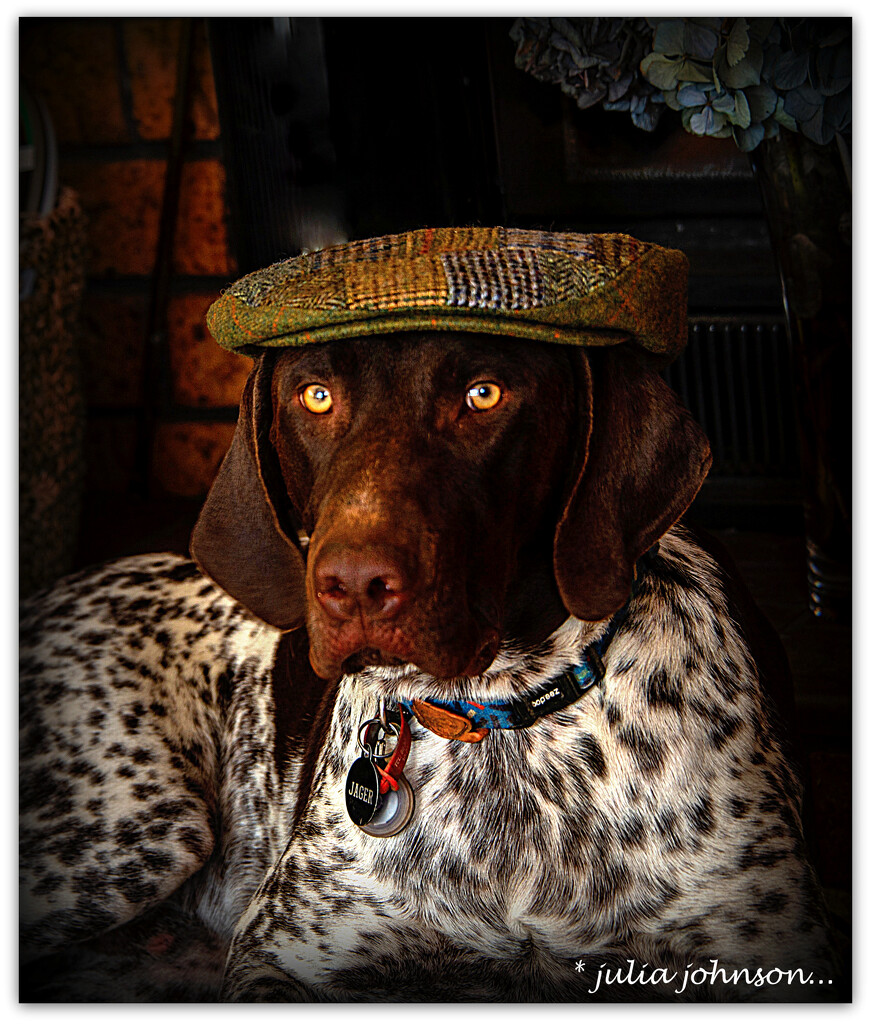 Jager the Hunting Dog.. by julzmaioro
