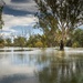 Flooded gum by pusspup