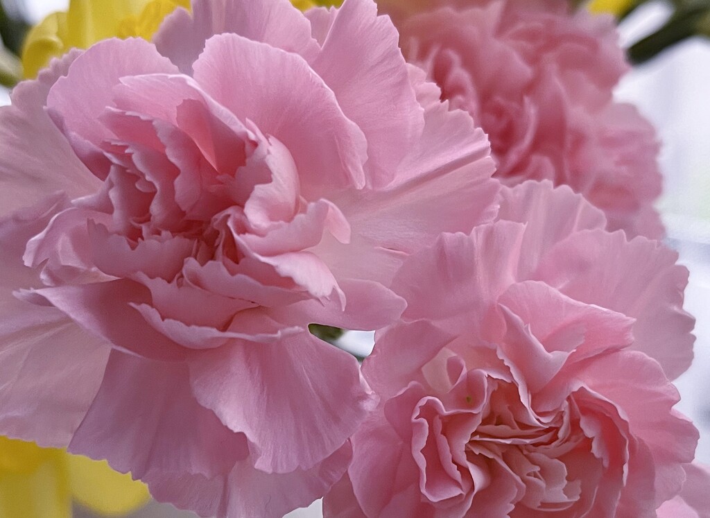 Carnations.... by anne2013