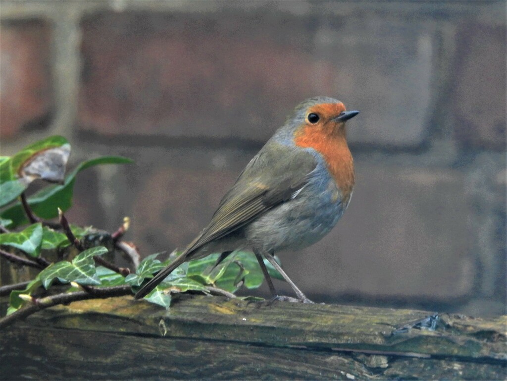 Robin on my Fence by oldjosh