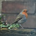 Robin on my Fence by oldjosh
