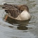 Greylag Goose by oldjosh