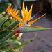 Bird of Paradise flower by acolyte