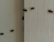 1st Mar 2022 - Ants in my ….