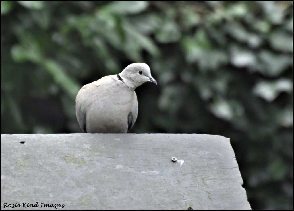 Little dove by rosiekind