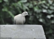 5th Mar 2022 - Little dove