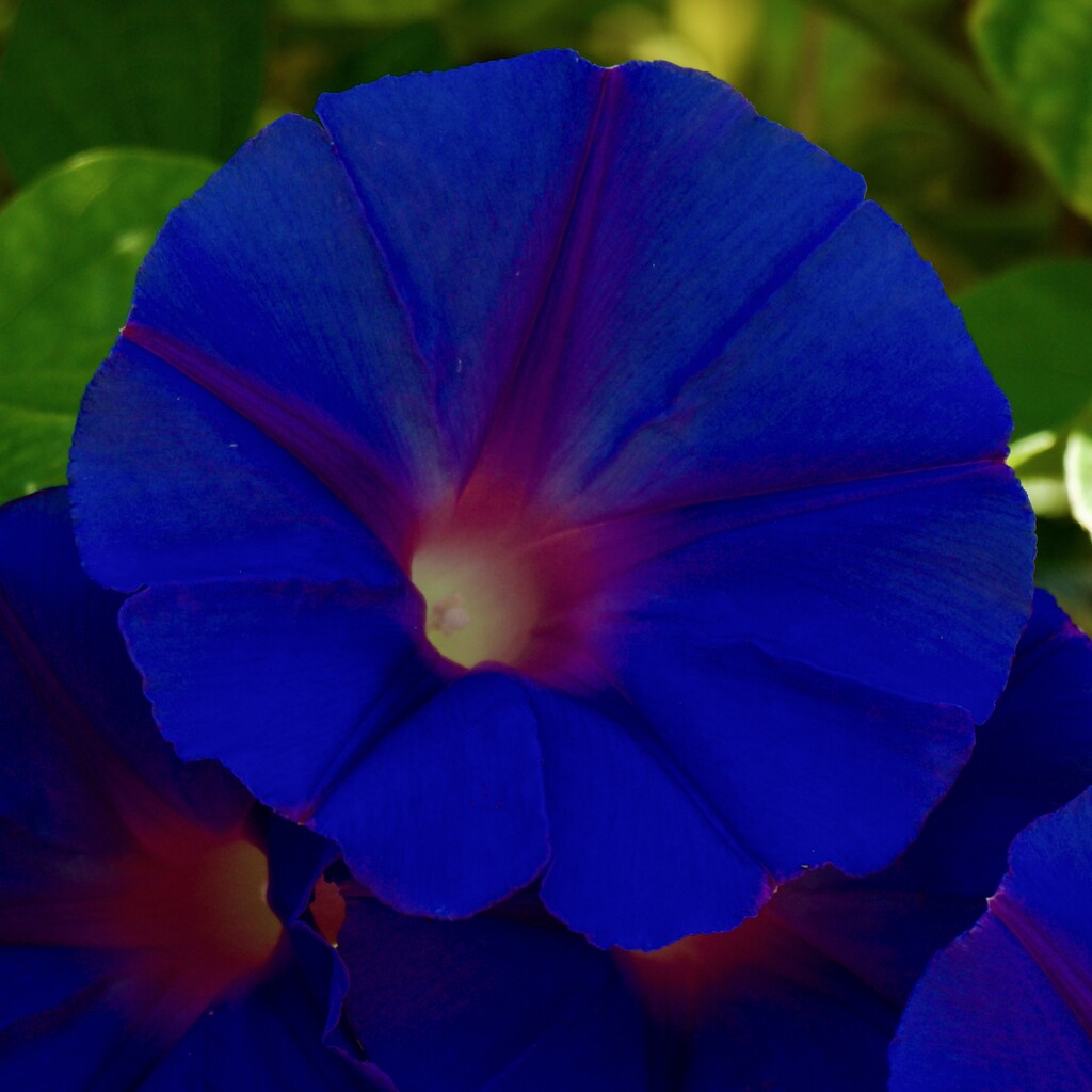 Morning Glory P2269808 by merrelyn