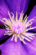 5th Mar 2022 - Purple Flower