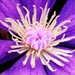 Purple Flower by linnypinny