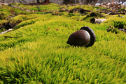 4th Mar 2022 - My Cozy Bed of Moss