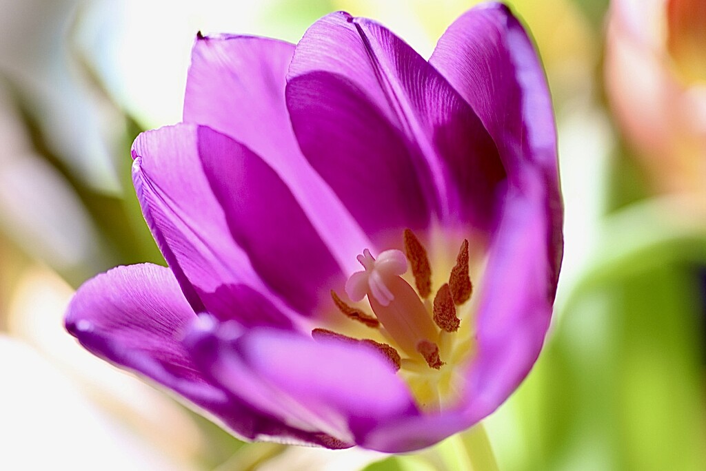 Purple Tulip by carole_sandford