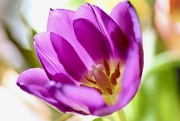 5th Mar 2022 - Purple Tulip