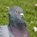 STARTLED PIGEON by markp