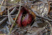 5th Mar 2022 - skunk cabbage 