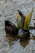 5th Mar 2022 - skunk cabbage 