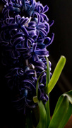 5th Mar 2022 - Purple Hyacinth