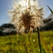 Sun flower by eleanor