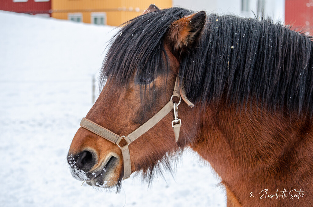 Horse in the snow by elisasaeter