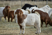 2nd Mar 2022 - Some More Curious Goats :-)