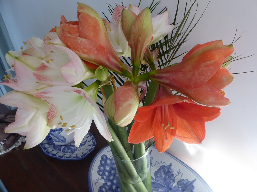 My Amaryllis looking at their best now! by snowy