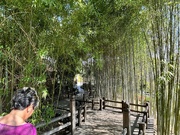 28th Feb 2022 - Bamboo Fences