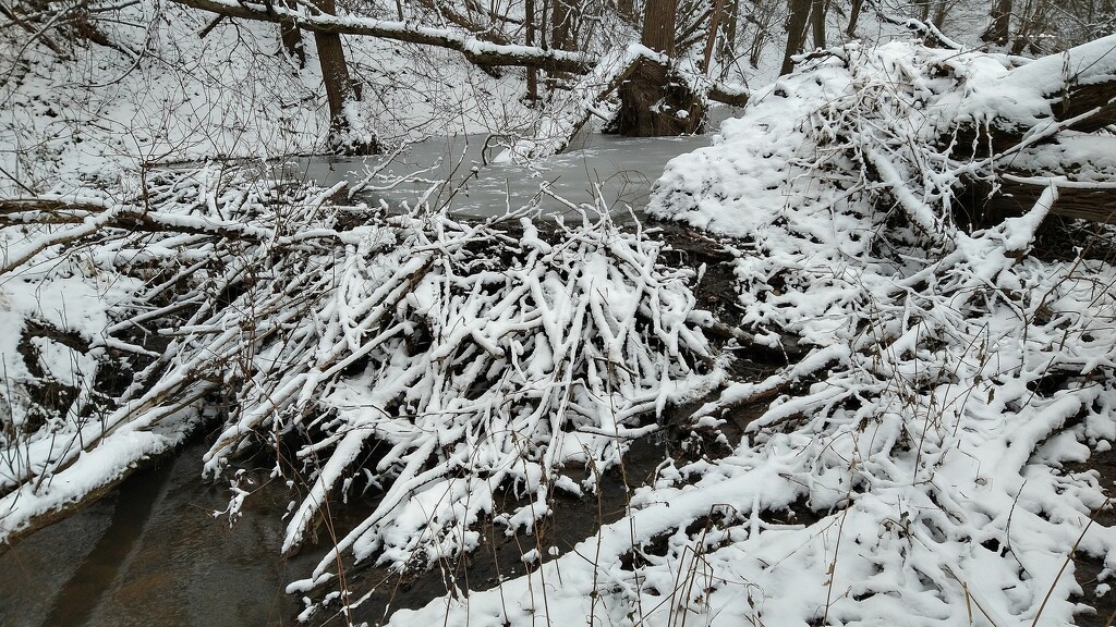 Snowy Beaver Dam. by kclaire
