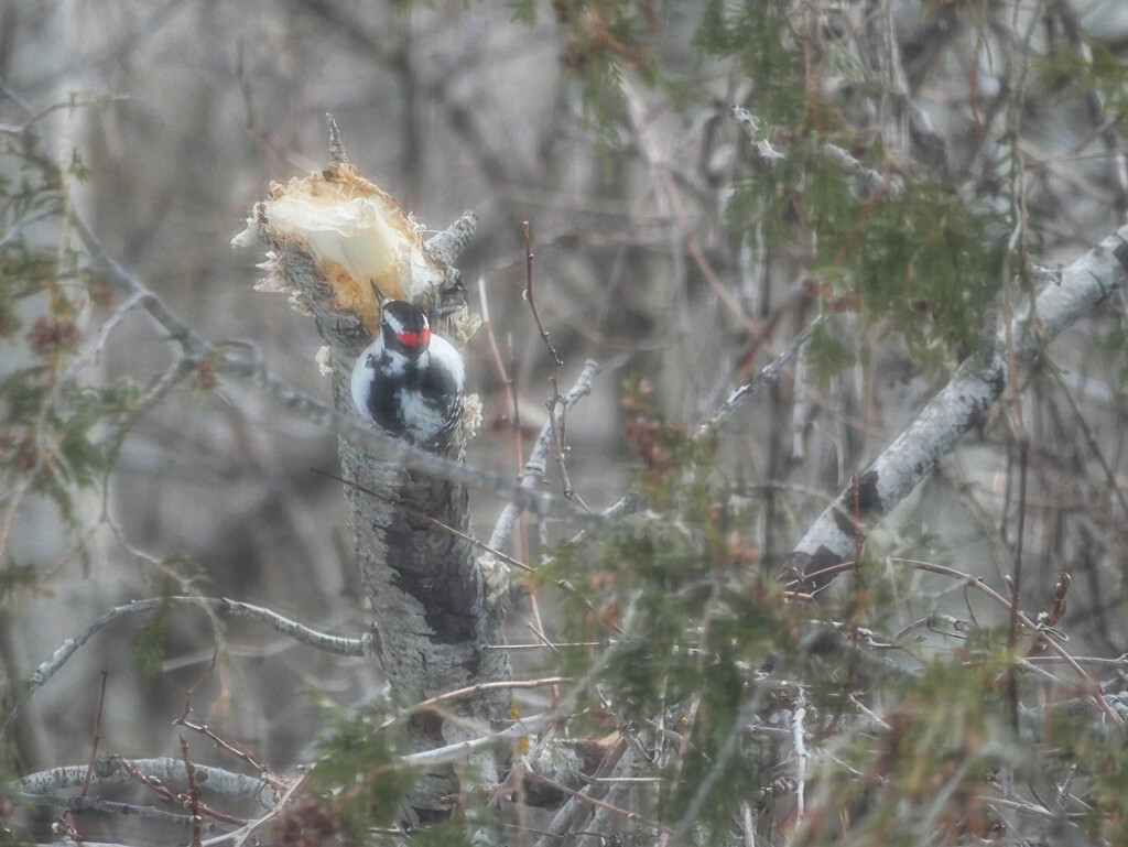 Hairy Woodpecker by ljmanning